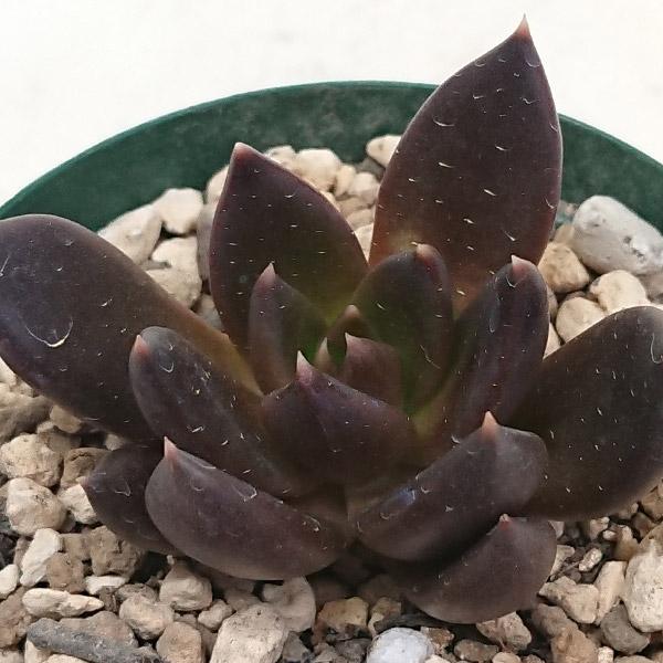 多肉植物 エケベリア属 ブラックキング カット極小苗 : 花と緑のはな 