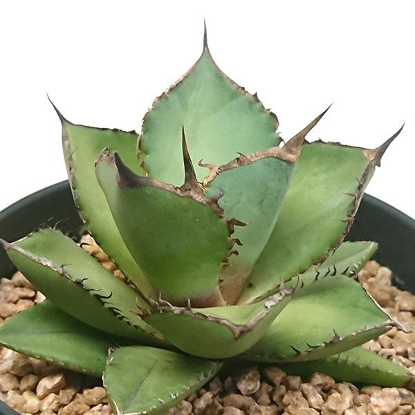 アガベ チタノタ 熊猫 パンダ リュウゼツラン科 4号 鉢直径約12cm プラ