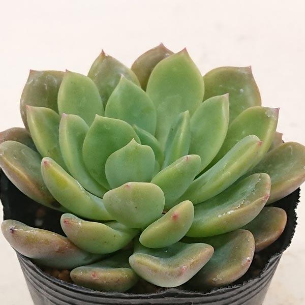 多肉植物 エケベリア属 デントラチェム カット極小苗 : 花と緑の 多肉植物 エケベリア属 デントラチェム カット極小苗 : 花と緑の