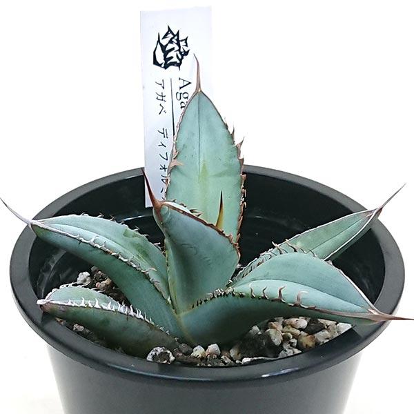 アガベ ディフォルミス 鉢寸法 3.5号 直径約10.5cm : 花と緑のはなここ