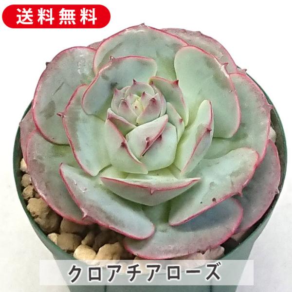 多肉植物 クロアチアローズ エケベリア カット苗 多肉 寄せ植え 鉢植え