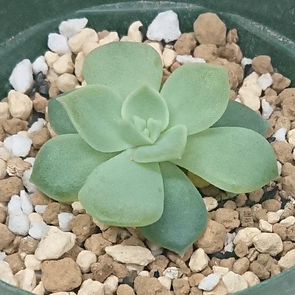 多肉植物 エケベリア属 銀武源 カット極小苗 7.5cmポットで撮影 : 花と 