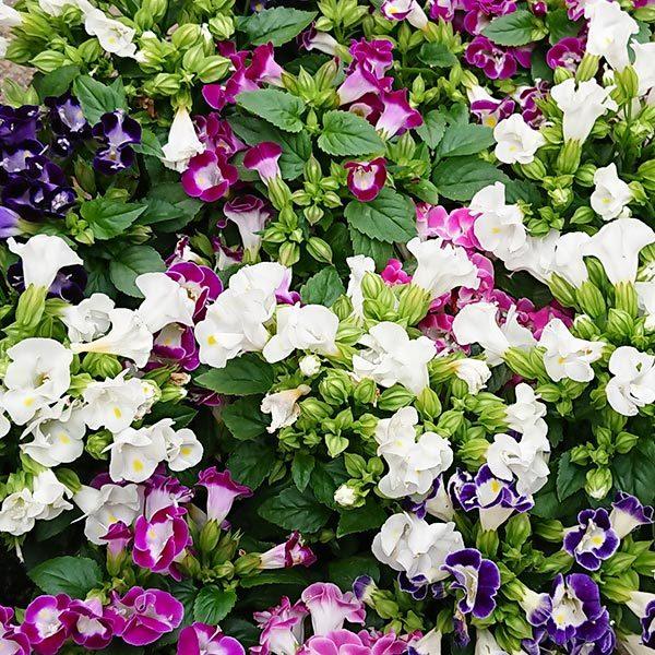 トレニア ナツスミレ 24鉢セット 3号ポット 花色お任せ H1781 花と緑のはなここ 通販 Yahoo ショッピング