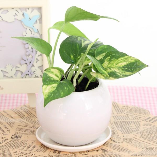 ポトス 空気浄化観葉植物 生花 陶器鉢 プラ鉢皿付 H2173 花と緑のはなここ 通販 Yahoo ショッピング