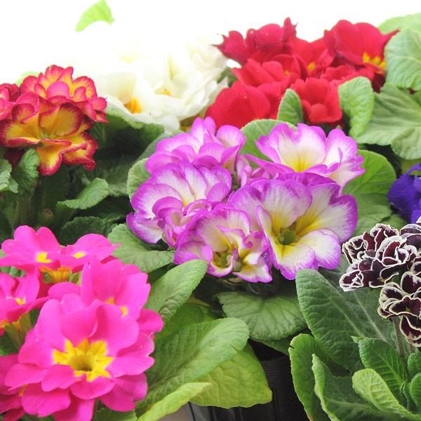 ԕc v WA 24Zbg 3|bg ԐF܂~bNX   ԕc ~̉ K[fjO | t[Mtg O\ A 񂹐A