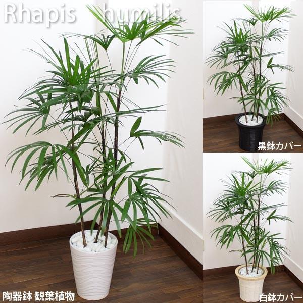 シュロチク 観葉植物 白プラ鉢 高さ約100cm 125cm 白プラ鉢 鉢カバー黒or白 生花 H3013 6 花と緑のはなここ 通販 Yahoo ショッピング