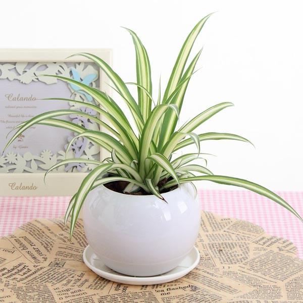 オリヅルラン 空気浄化観葉植物 生花 陶器鉢 プラ鉢皿付 数量限定 お年玉価格 H10ra 花と緑のはなここ 通販 Yahoo ショッピング