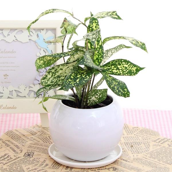 ϗtA hZi SbhZtBAi 픫vMt 20cm-25cm