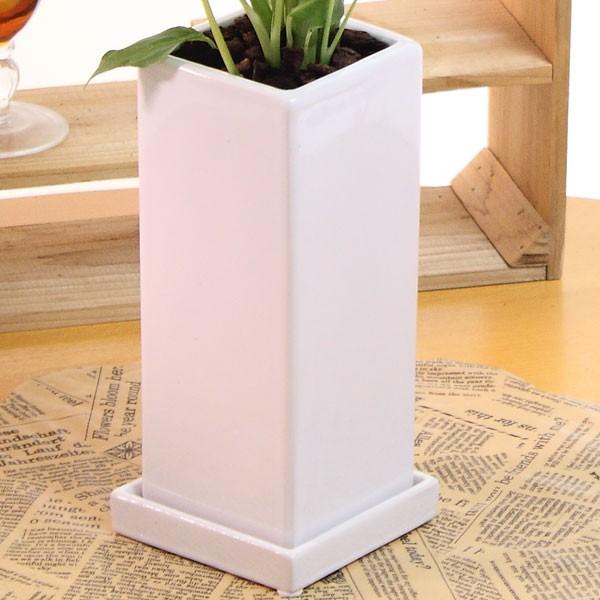 ディフェンバキア カミーラ 観葉植物 白陶器鉢 高さ約45cm 50cm Buyee Buyee 提供一站式最全面最专业现地yahoo Japan拍卖代bid代拍代购服务 Bot Online