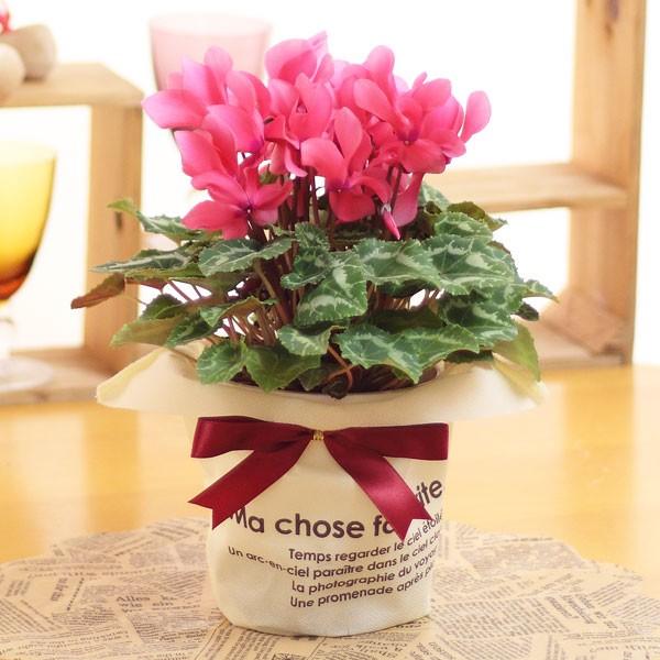 シクラメン 4号底面給水 ラッピング風鉢カバー付き Buyee Buyee 提供一站式最全面最專業現地yahoo Japan拍賣代bid代拍代購服務 Bot Online