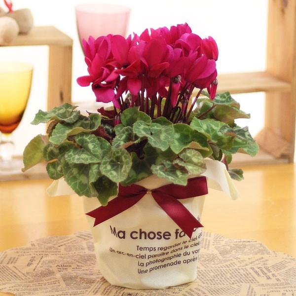 シクラメン 4号底面給水 ラッピング風鉢カバー付き Buyee Buyee 提供一站式最全面最專業現地yahoo Japan拍賣代bid代拍代購服務 Bot Online