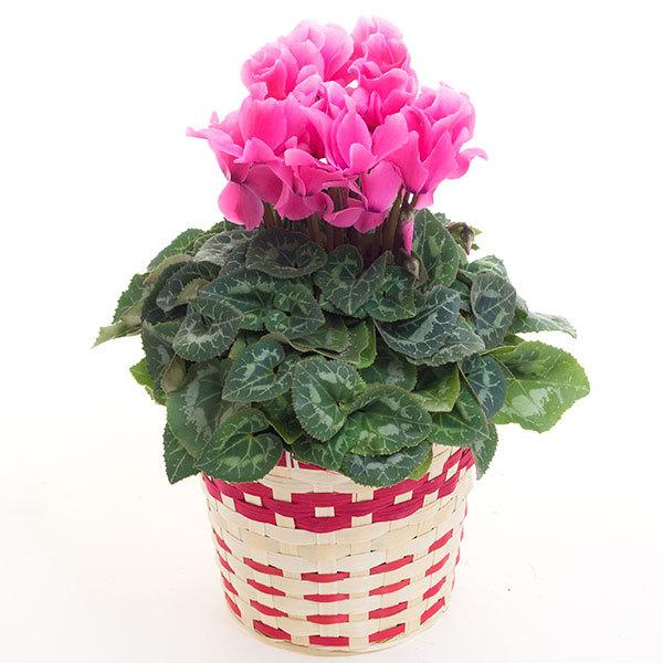 sNn VN 5v Jo[t   Ԕ ACeA  Ε a LO i j  Mtg t[Mtg v[g