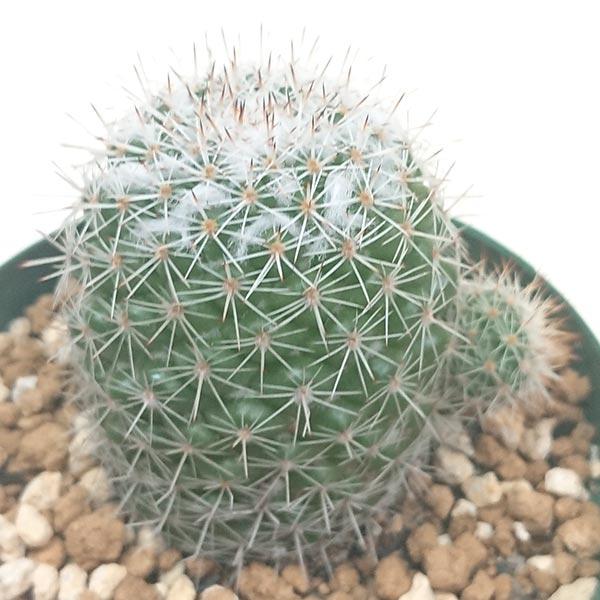 桃花丸 マミラリア属 2 5号 7 5cm プラ鉢で撮影 サボテン 多肉植物 H9406 001 花と緑のはなここ 通販 Yahoo ショッピング