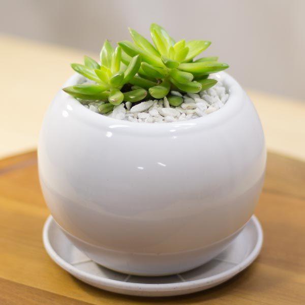 鉢皿 陶器の人気商品 通販 価格比較 価格 Com