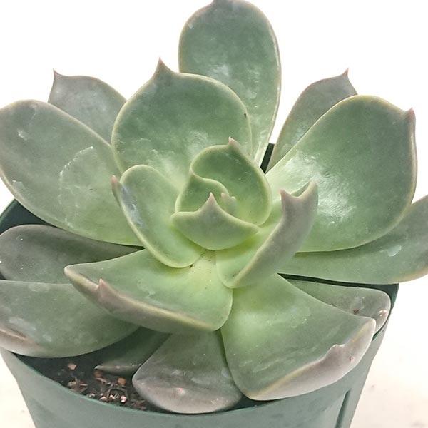 多肉植物 エケベリア属 マローム カット極小苗 : 花と緑のはなここ