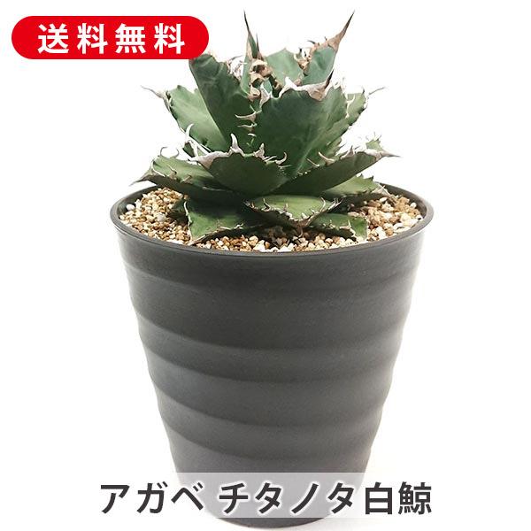 現品発送】アガベ チタノタ 白鯨 リュウゼツラン科 7号 鉢直径21cm