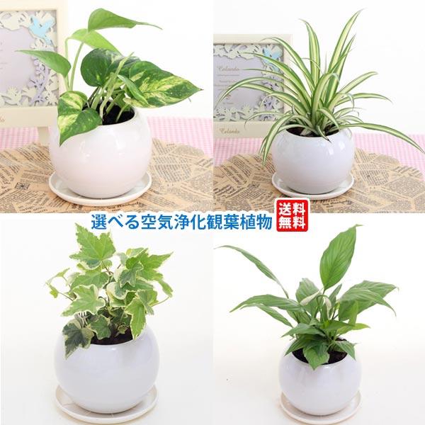 父の日 早割 ギフト 選べる空気浄化観葉植物 消臭抗菌造花 父の日プレゼント Ho16a 花と緑のはなここ 通販 Yahoo ショッピング
