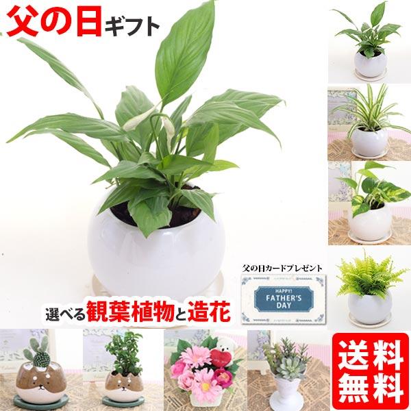 父の日ギフト アレカヤシ 6号プラ鉢 空気浄化観葉植物 生花 Ho16chichi 花と緑のはなここ 通販 Yahoo ショッピング