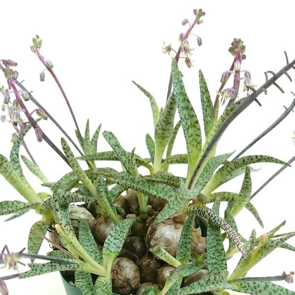 多肉植物 レデボウリア属 豹紋 ひょうもん 球根1株 : 花と緑のは