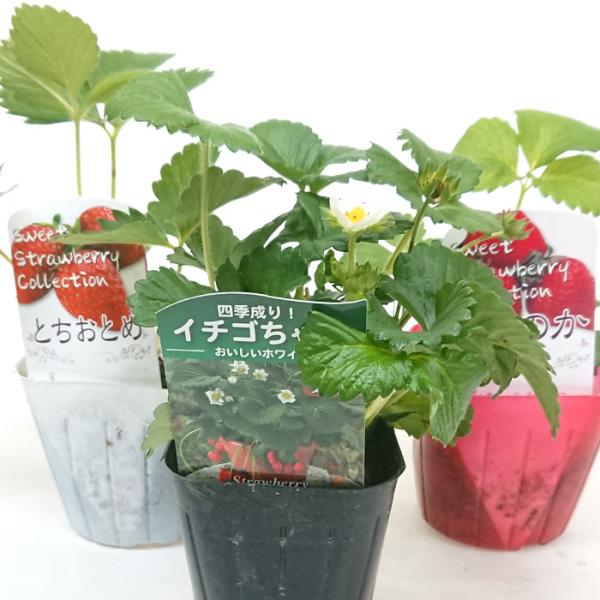 イチゴ苗 おまかせ3苗セット 品種候補 イチゴちゃん とちおとめ とよのか 宝交早生 あきひめ べにほっぺ。3種類のいちごが入っているので食べ比べが出来ます。日光の良く当たる場所で育ててください、真夏は葉焼け防止のために半日蔭がベストです。...