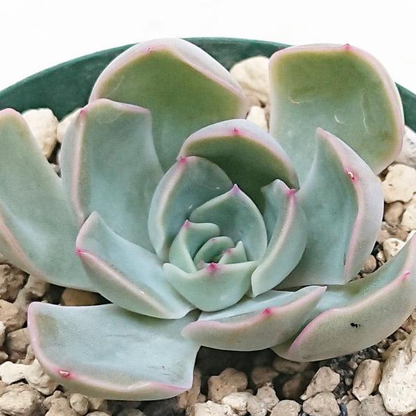 多肉植物　エケベリア　ジャシリー　大きめ　抜き苗 多肉植物 エケベリア属 ジャシリー カット極小苗 : 花と緑のはなここ
