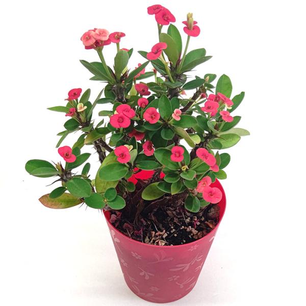 ユーフォルビア 花キリン ハナキリン 3.5号 10.5cm プラ鉢 花 多肉植物