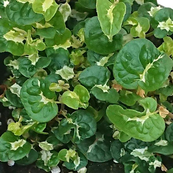 新品種！フィカスプミラ　コアラ③ 新品種！フィカスプミラコアラ③