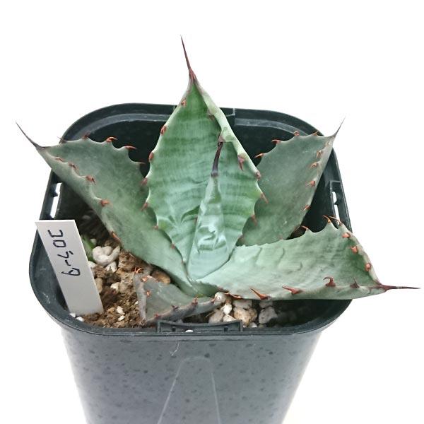 アガベ コロラータ リュウゼツラン Agave parryi truncata ロック