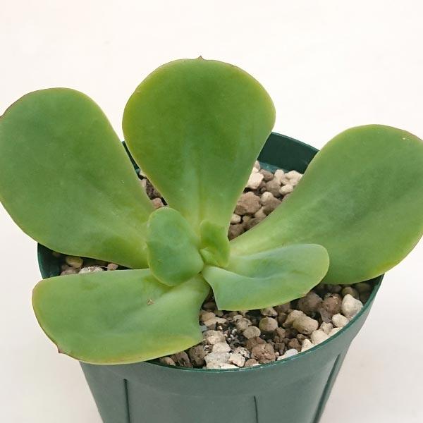 多肉植物 エケベリア属 久米の里 クメノサト カット極小苗 : 花と緑の