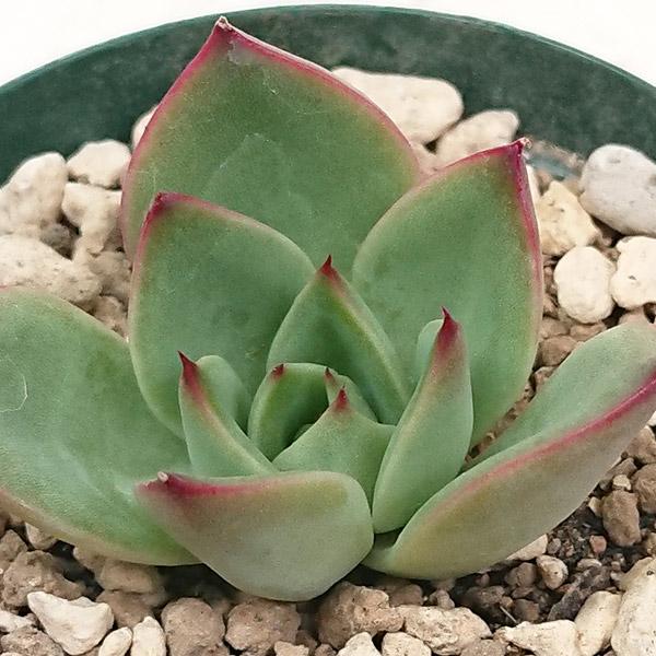 多肉植物 エケベリア属 クリスマスイブ カット極小苗 : 花と緑のはな 