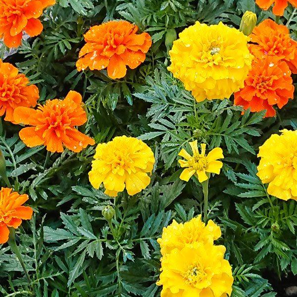 マリーゴールド 花苗 6 鉢セット 3号 9cm ポット 花色おまかせ苗