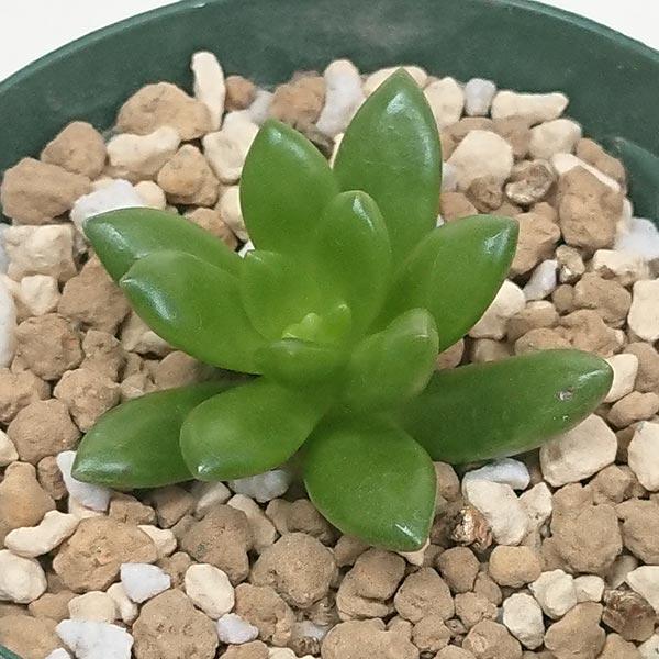 多肉植物 セダム属 松姫 まつひめ カット極小苗 7.5cmポットで
