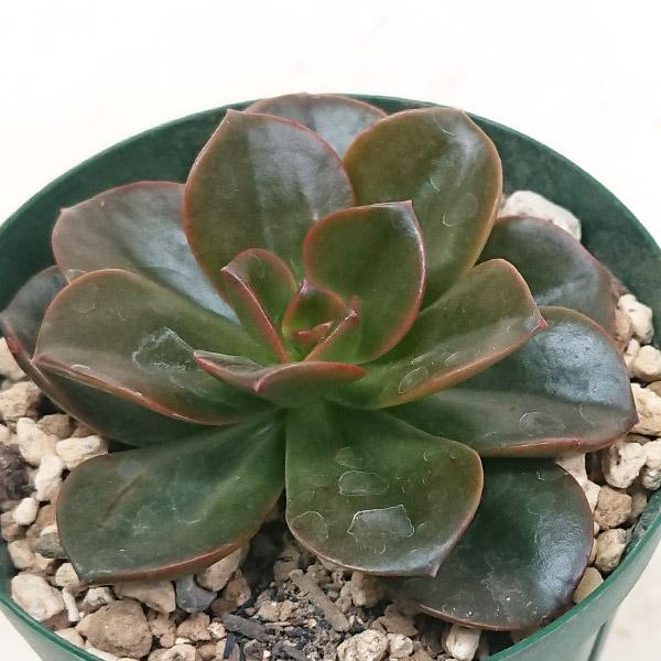 多肉植物 エケベリア属 メラコ カット極小苗 : 花と緑のはなここ