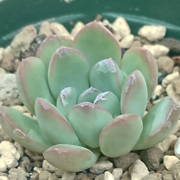 多肉植物モーニングデュー錦 抜き苗