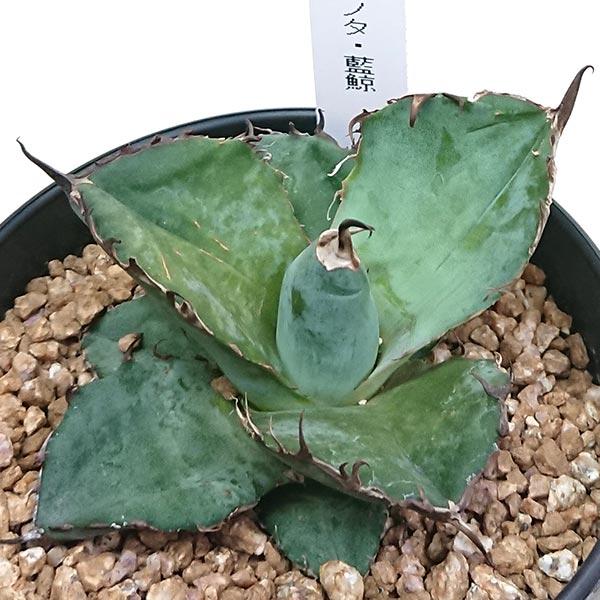 現品発送 アガベ チタノタ藍鯨 ランゲイ リュウゼツラン科 鉢 現品発送 アガベ チタノタ藍鯨 ランゲイ リュウゼツラン科 鉢