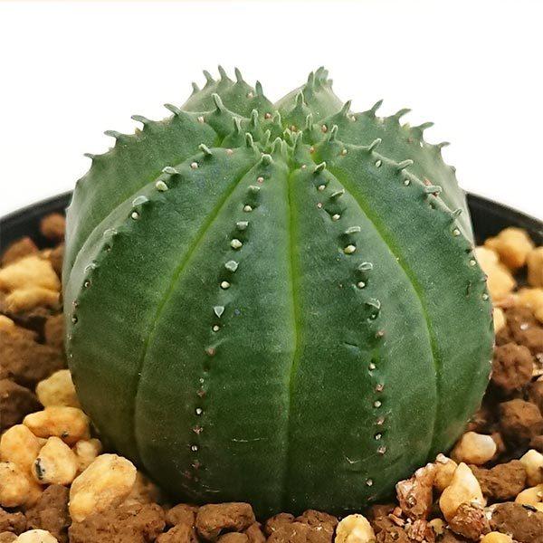 ユーフォルビア オベサ梵天 ピッコロ 多肉植物 2 5号 7 5cm 硬質プラポットで撮影 第四種郵便 土 鉢付で発送 Obesa005 花と緑の はなここ 通販 Yahoo ショッピング