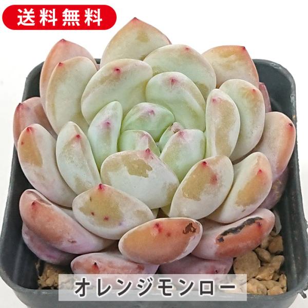 多肉植物❤️エケベリア属 ❤️ オレンジモンロー❤️ 1頭10cm拔き苗大苗2年生 楽天市場】農園直売 多肉植物 寄せ植え エケベリア属 オレンジ