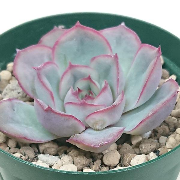 多肉植物 エケベリア属 オリオン カット極小苗 : 花と緑のはな