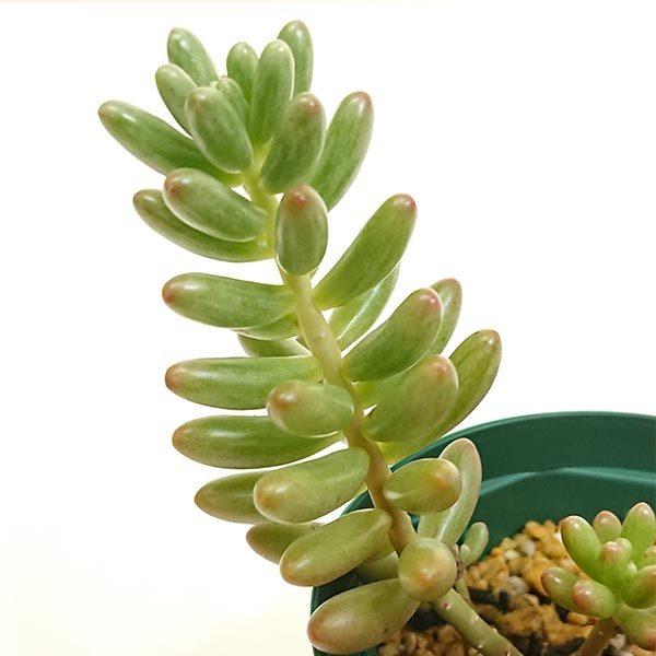 多肉植物 セダム属 オーロラ カット極小苗 画像より小さくなり 多肉植物 セダム属 オーロラ カット極小苗 画像より小さくなり