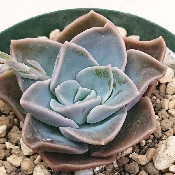 多肉植物 グラプトペタルム属 パラグアイエンセ カット極小苗 : 花と緑 