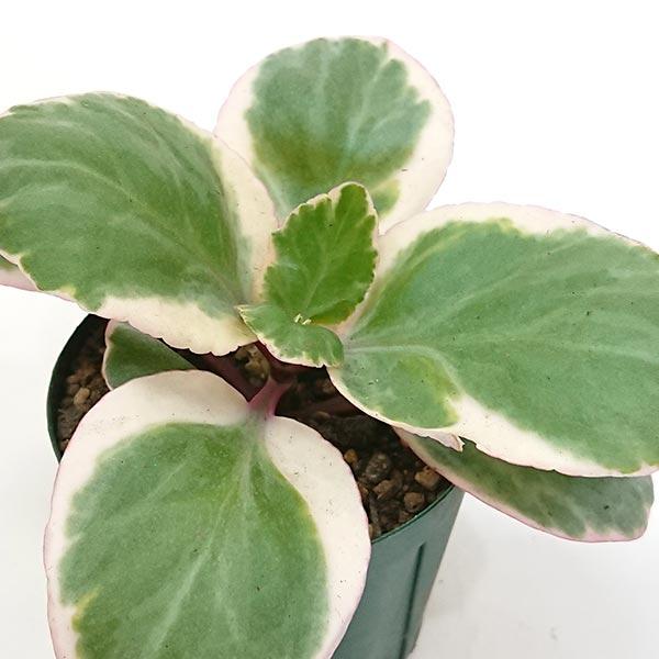 ポエール カランコエ属 多肉植物 2.5号（7.5cm）硬質プラポットで撮影