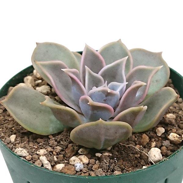 ❤️専用出品❤️リラシナ錦❤️ 葉挿しっ子抜き苗③ ❤️専用出品❤️リラシナ錦❤️ 葉挿しっ子抜き苗③ 【公式通販】