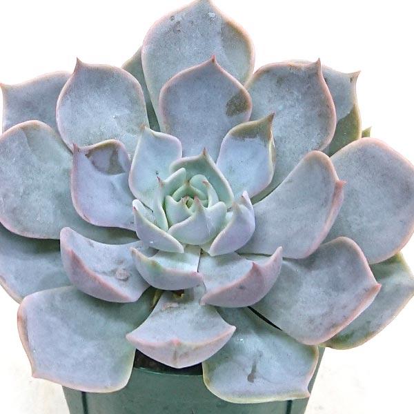 多肉植物 エケベリア属 ロータス カット極小苗 画像より小さくなります