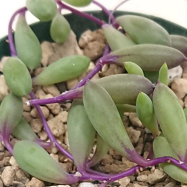 多肉植物 オトンナ属 ルビーネックレス 紫月 カット極小苗 : 花と緑の