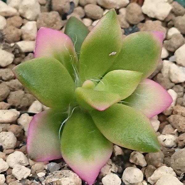 多肉植物 アナカンプセロス属 桜吹雪 サクラフブキ カット極小苗 多肉植物 アナカンプセロス属 桜吹雪 サクラフブキ カット極小苗