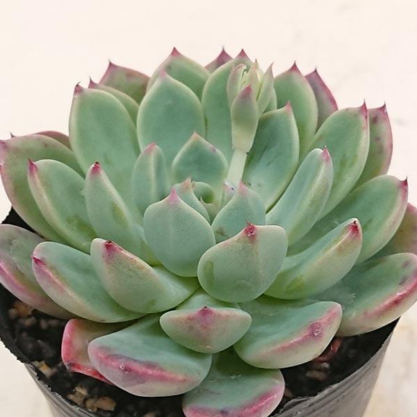 多肉植物 エケベリア属 七福美尼 しちふくびに カット極小苗 7.5cm