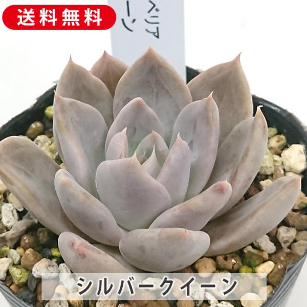 No.528 ❁エリークイーン❁ カット苗 多肉植物 寄せ植え No.528 ❁エリークイーン❁ カット苗 多肉植物 寄せ植え No.528