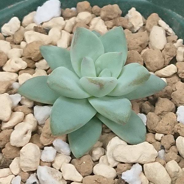 多肉植物 セデベリア属 スノーキャンディー カット極小苗 7.5cmポット