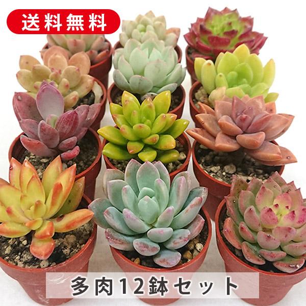 鉢付 12鉢セット 1号 多肉植物 多肉 寄せ植え 鉢植え 増やし方 苗 送料 