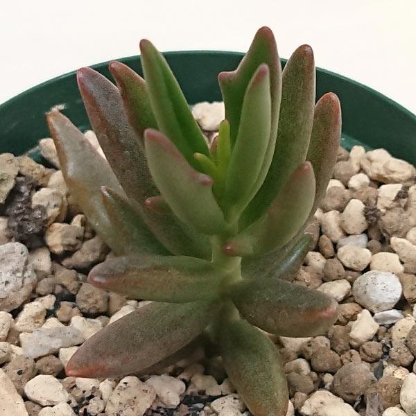 多肉植物 カランコエ属 トナカイの舞 キーエンシス カット極小苗 : 花